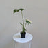 Monstera 'Thai Constellation' - 7cm pot